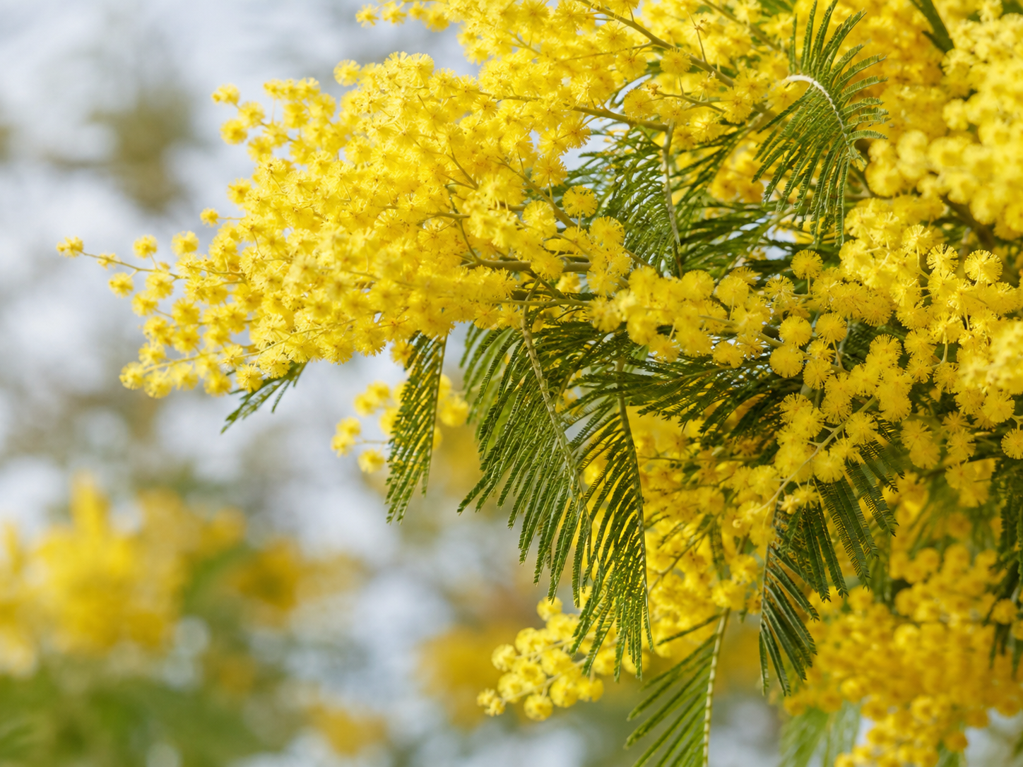 黄色いミモザの花